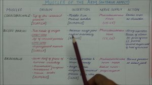 ARM MUSCLES - ORIGIN, INSERTION, NERVE SUPPLY AND ACTIONS | ANATOMY | SIMPLIFIED  ✔