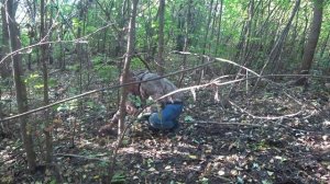 Лесные Грибы на Деревьях и Пнях Сбор Поиски Грибов Осенние Грибы 2020 Грибная Охота в Сентябре