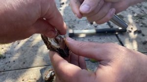 Маньчжурский орех. Плоды. 8 октябрь 2022. Самарская область