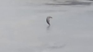 Зимняя рыбалка на р. Савала 2016