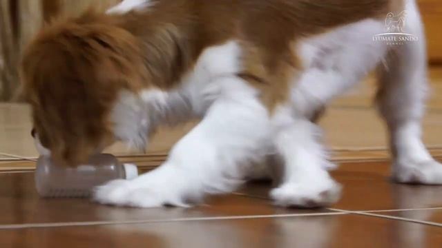 Кавалер кинг чарльз спаниель смотреть онлайн