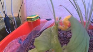 Аквапоника ошибки