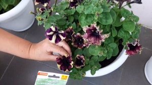 ПЕТУНИЯ в моем саду. Сорта, их особенности и различия.