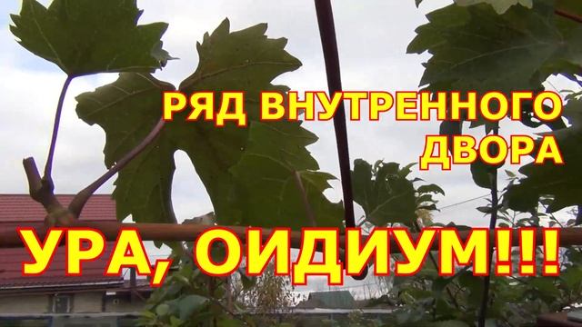 ч.1.  ВИНОГРАД. ГОТОВНОСТЬ К ЗИМЕ. ЧТО и КОГДА будем ДЕЛАТЬ?