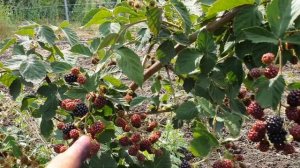 СОРТ ЕЖЕВИКИ ИЗ КНИГИ РЕКОРДОВ ГИННЕССА!!! СУПЕР СОРТ! СОРТ ДОЙЛ.