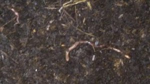 ПАН4 Разведение червей Дендробена. ВАЖНО обновление крови маточного поголовья.