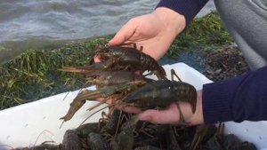 Титановские раки - купить живые раки оптом в Ставрополе. Краснодаре. Ростове-на-дону