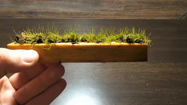 МЫ ОЖИВИЛИ МОХ смотреть онлайн