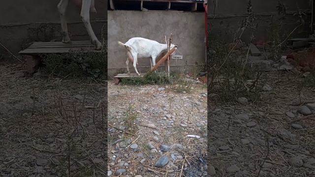 Зааненская порода коз, высокоудойная. смотреть онлайн