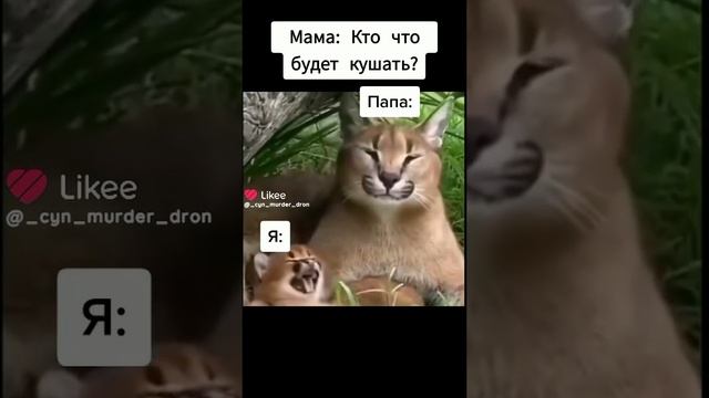 жиза