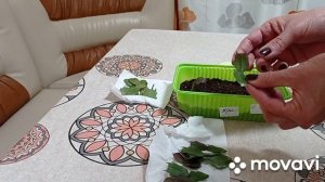 Комнатные цветы/растения. Декабристы на бутонах. Размножение декабристов сегментами листа.