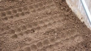 Хитрость при посадке редиса. Редис - такой плод, что без хитрости при посадке не обойтись !