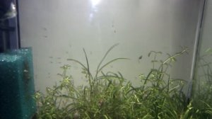 Галактическая история, часть 1. Явление