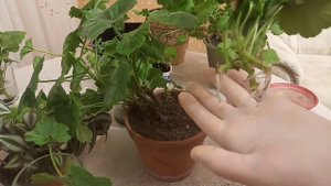 Самый лучший способ черенкования герани