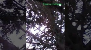 Тайга Сибирь (Ваенга)