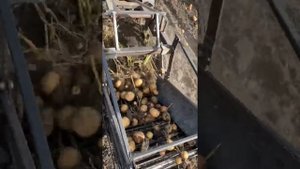 Картофелекопалка, мотоблок Агро