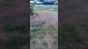 Бешеная ворона нападает на людей!!!!