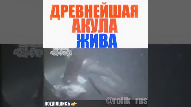 Акула Мегаладон//Древнейшая Акула Жива смотреть онлайн