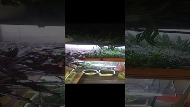 Эпифиллум. Ожидание цветения.