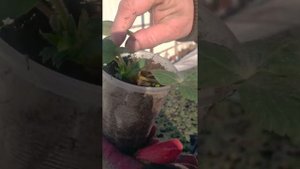 как сохранить рассаду клубники зимой. Итог