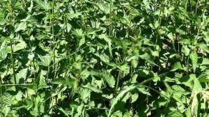 Крапива под микроскопом. Название. Доклад для детей 2-5 классов - Домашний лекарь - выпуск №63