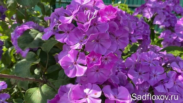 Флокс Голубые Озера моей селекции, днем и вечером смотреть онлайн