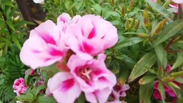 Вспоминая лето !!!! А что за цветы ? смотреть онлайн