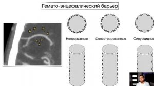 ГЕМАТО-ЭНЦЕФАЛИЧЕСКИЙ БАРЬЕР (ГЭБ) | Нейрофизиология