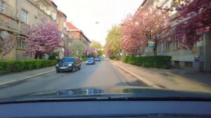 В Ужгороде цветет сакура Туристический сезон начался Самые красивые места города