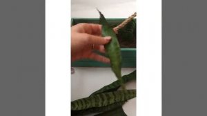 Размножение сансевиерии (сансевьеры) листом. Суккулент. Тёщин язык. Комнатные растения. Цветы