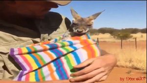 Cute little  KANGAROO .Малый КЕНГУРУ, 小袋鼠