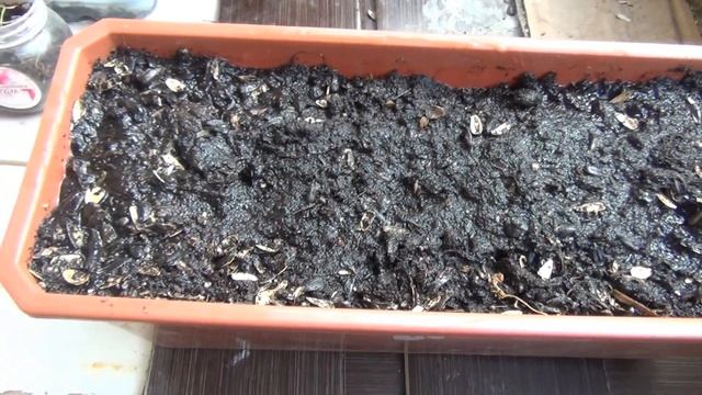 Вырастил редис на подоконнике От посева до Урожая! смотреть онлайн