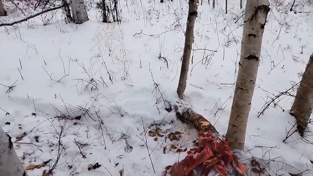 За трофеем 15 ноября 2022