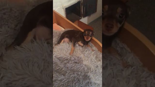 Русский той терьер схватка с хозяином, жесть смотреть онлайн