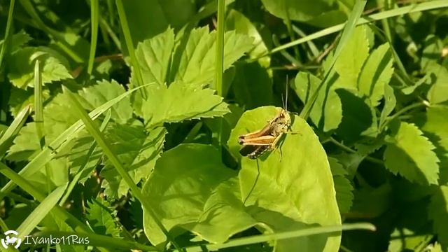 Как стрекочет и прыгает саранча смотреть онлайн