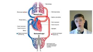 Сердце анатомия человека и круги кровообращения ЕГЭ биология