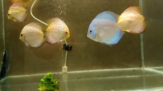 #Дискус в 250 л #аквариуме. Diskus im 250l Aquarium .Discus Planted Tank.Содержание, кормление. смотреть онлайн