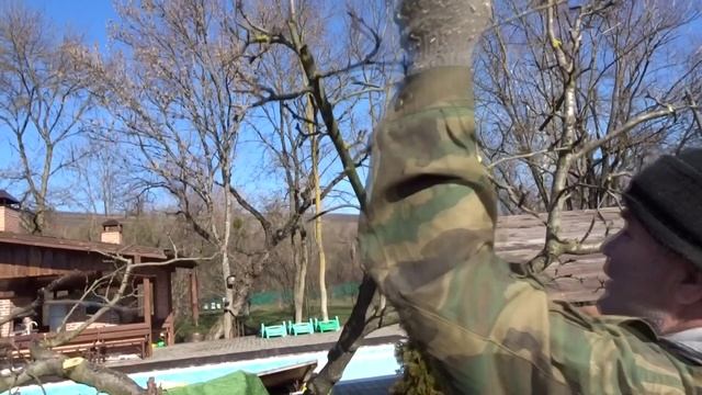 КАК МЫ САМИ УБИВАЕМ НАШИ ДЕРЕВЬЯ.