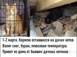 1-2 марта. Кормлю оставшихся на дачах котов. Валит снег, буран, плюсовая температура. Приветы из люб