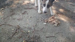 Кормлю бездомных собак #12