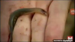 10 опасных животные обитает в реке амазонки