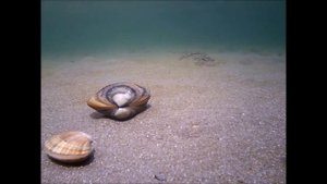 КАК ЗАРЫВАЮТСЯ В ПЕСОК РАКУШКИ