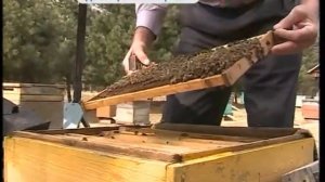 Сезон сбора меда пчелами начался в Приморском крае