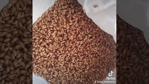 Как быстро и легко прорастить пшеницу дома. Часть 2