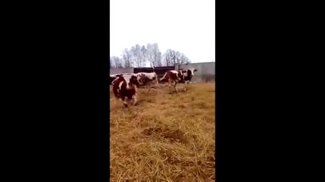 Племенные нетели Симментальской породы молочного направления