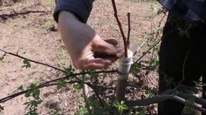 Прививка яблони в расщеп и за кору