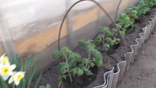 КАК ЖИВЕТСЯ ТОМАТАМ-СИБИРЯКАМ НА УЛИЦЕ БЕЗ УКРЫТИЯ? Ольга Чернова. смотреть онлайн