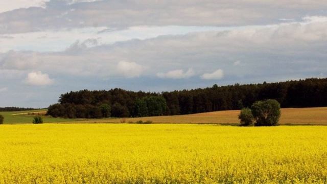 Начни с малого, так и доберешься до Царства Небесного. Преподобный Антоний Оптинский. смотреть онлайн