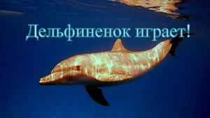 Дельфиненок играет!