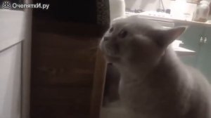 Кот кричит ОТКРОЙ ДВЕРЬ!!! :-) :-) :-)